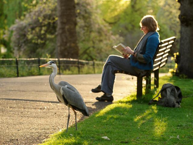 Grey heron beside women reading book on bench in Regent's park London, England