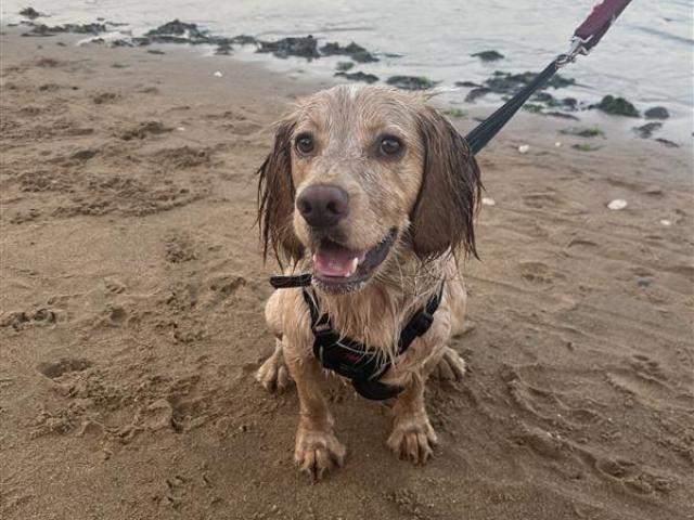 Beige dog on lead on the beach