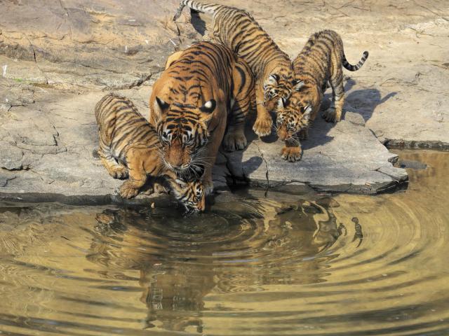 Tigress and three cubs drinking from a river