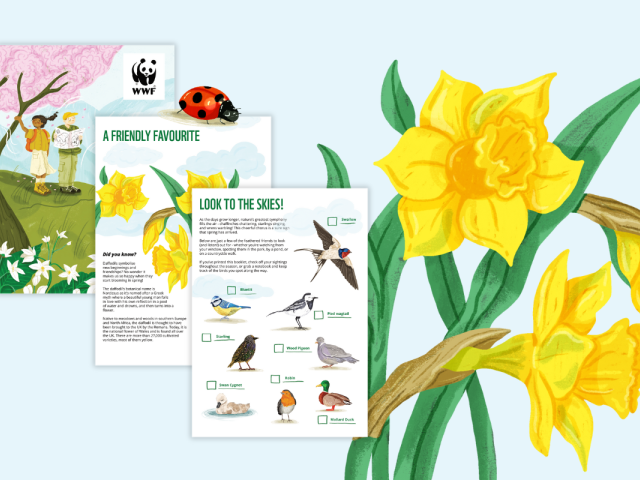 A preview of Spring in Nature pack pages. Titles read, 'A friendly favourite' and 'Look to the skies!'. Illustrations include daffodils, a ladybird and birds.