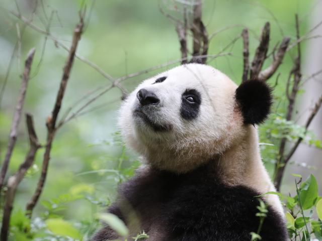 Wild giant panda (Ailuropoda melanoleuca) in Foping county, Qinling Mountains, China