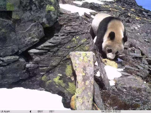 Camera trap image of a panda walking down a steep rocky slope