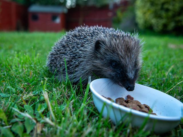 A wild European hedgehog (Erinaceus europaeus) enjoys some dry meaty cat biscuits in a suburban garden in West Berkshire