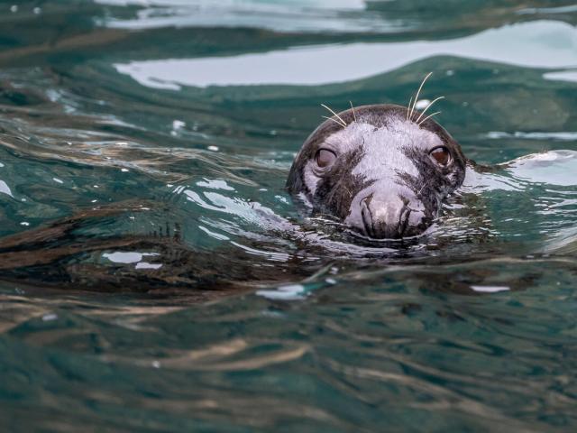 A grey seal (Halichoerus grypus) swims in the water at Câr-Y-Môr Seaweed farm in St Davids, Pembrokeshire, Wales.