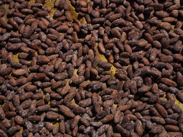 Coffee production made by the Paiter Suruí people inside the Sete de Setembro Indigenous Land. The whole process is pesticide free and integrated with the conservation of the forest. Rondônia, Amazon