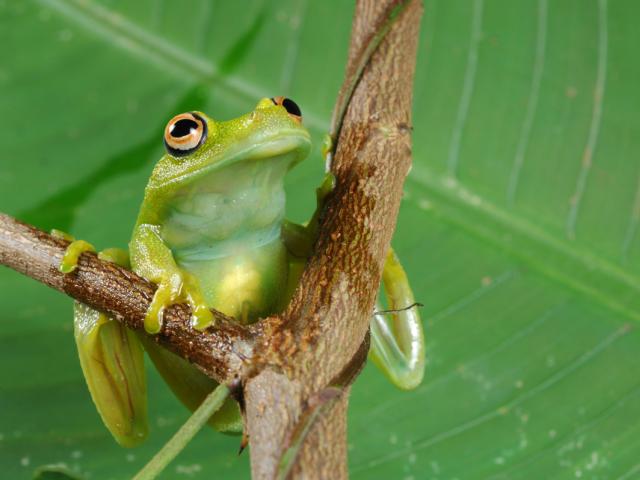 Frog (Hyla granosa) found in Terra do Meio, Amazon, Brazil.