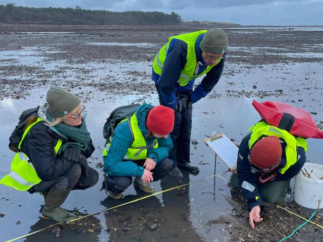 Group of volunteers conducting citizen science on the beach