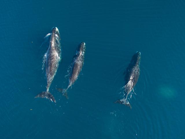 Bowhead whale(s) (Balaena mysticetus) in Cumberland Sound, Nunavut, Canada