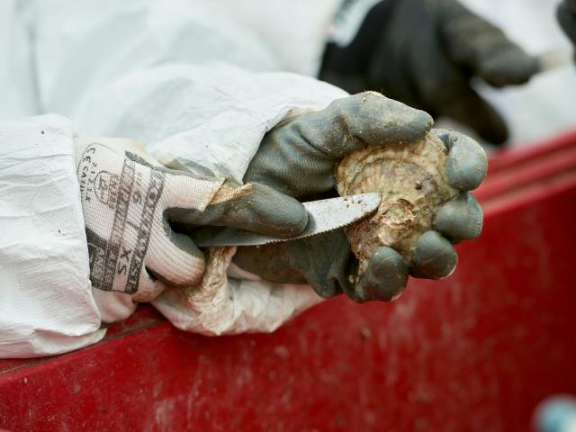 Person cleaning and oyster