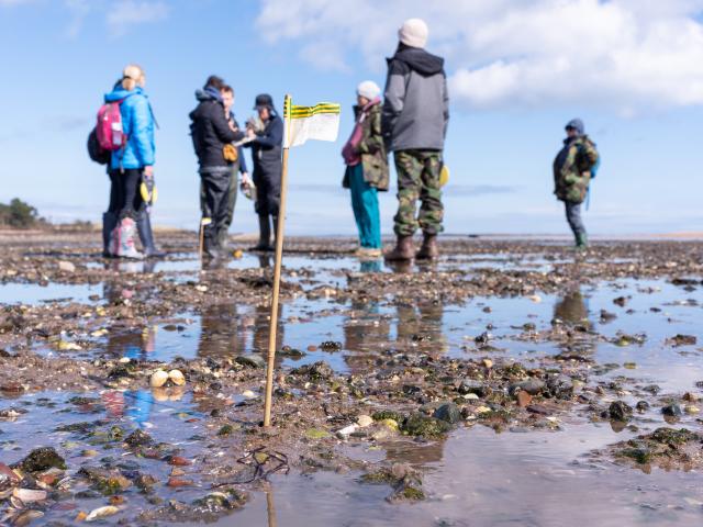 A flag in the sand marking a seagrass mapping zone