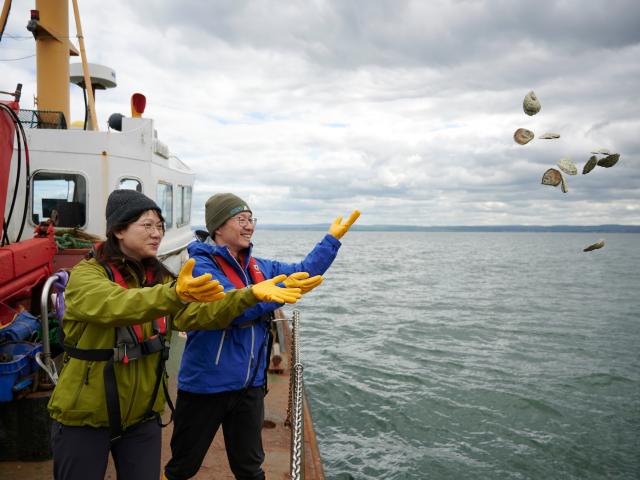 People throwing oysters into the sea
