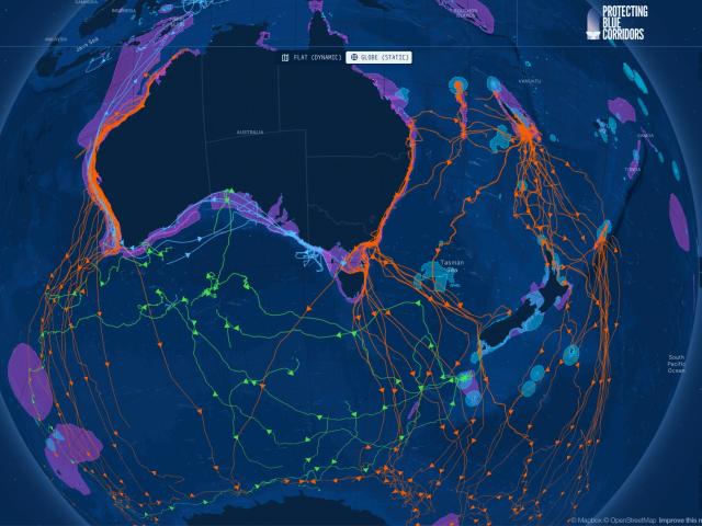 Screenshot of BlueCorridors platform showing whale migration routes