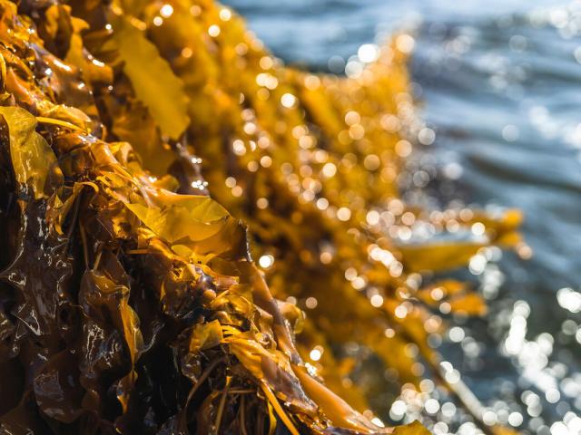 Close up of sugar kelp on a line attached to seaweed
