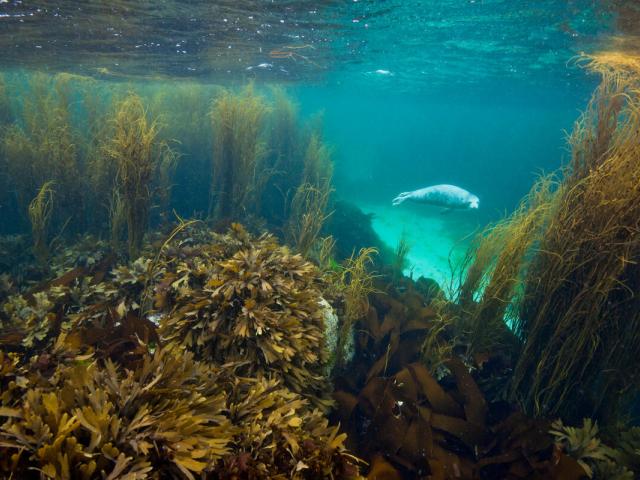 A young grey seal (Halichoerus grypus) exploring a seaweed garden in summer (June). Cairns of Coll, Island of Coll, Inner Hebrides, Scotland. North East Atlantic Ocean.