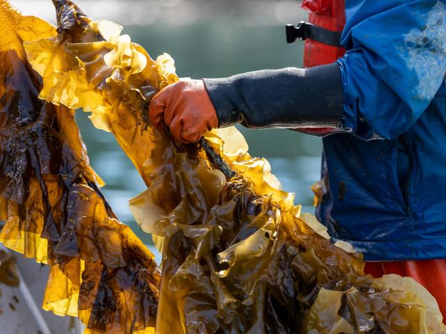 Person harvesting sugar kelp