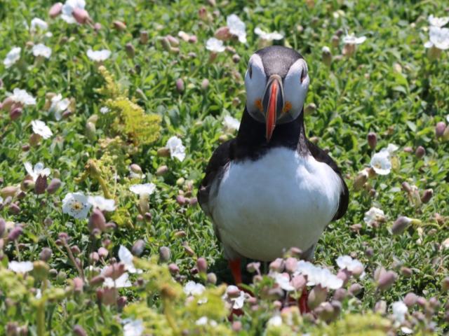 Puffin surrounded by flowers