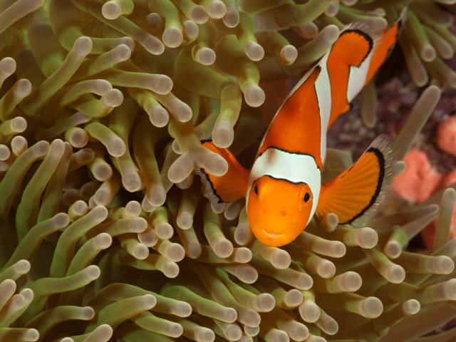 True clownfish (Amphiprion percula).Misool, Raja Ampat, West Papua, Indonesia