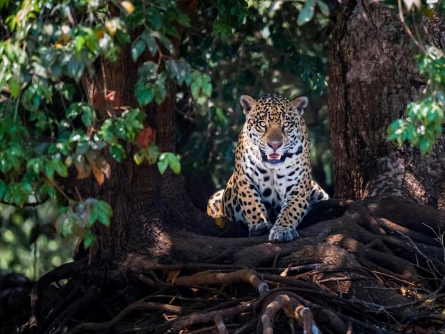 Jaguar in the Mato Grosso, Pantanal, Brazil lying on tree roots, portrait