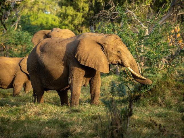 Elephants in Tsavo, Kenya