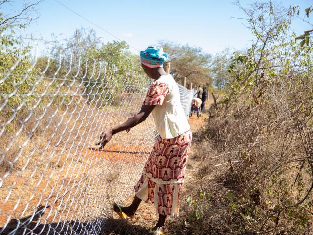 Community members take part in fencing of Bamako Dispensary, in Mgeno, Tsavo, Kenya.