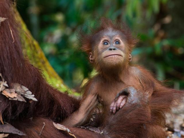 Sumatran orangutan (Pongo abelii) with infant at the Gunung Leuser National Park, Indonesia