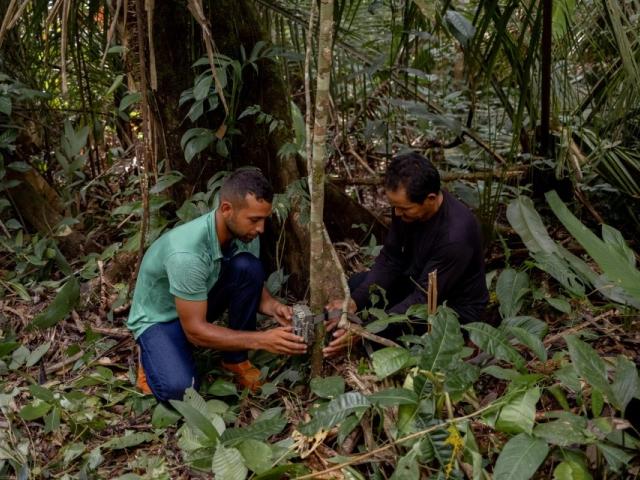 Participants in a coexistence workshop in Apuí, in the south of the Brazilian Amazon, learning to install camera traps to support researchers' work and understanding of wildlife in the region.