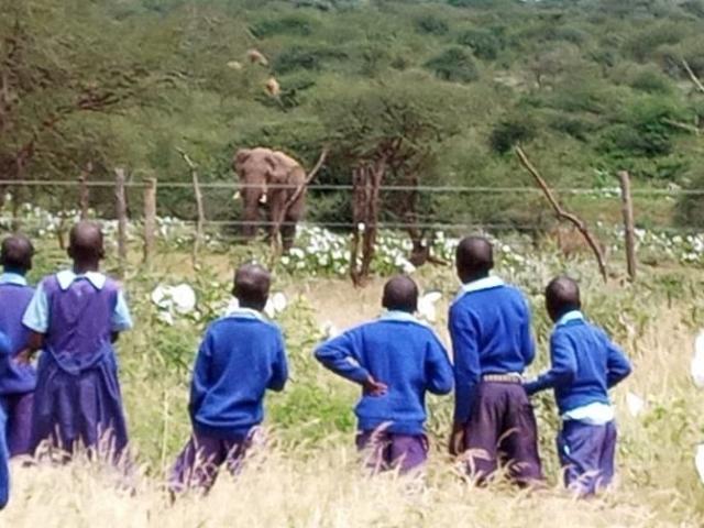Students watch an elephant from the opposite side of a solar-power deterrent fence around their primary school in Kenya.