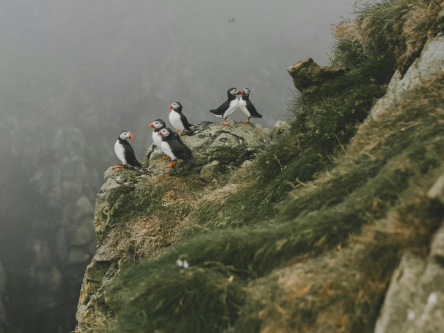 A group of puffins perched on rocky shores, surrounded by mist