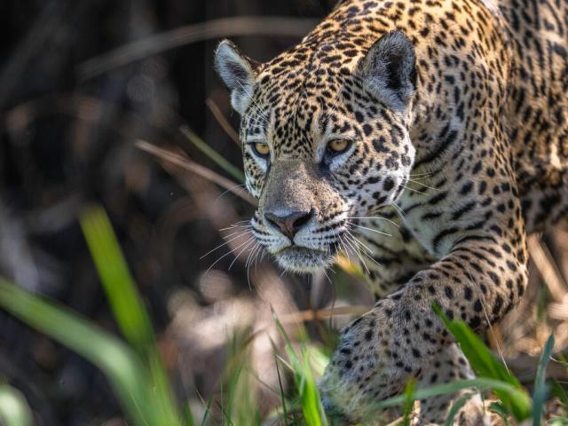 Jaguar Panthera onca female 