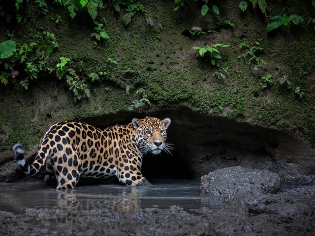 Jaguar (Panthera onca) stands in water while checking out a clay lick