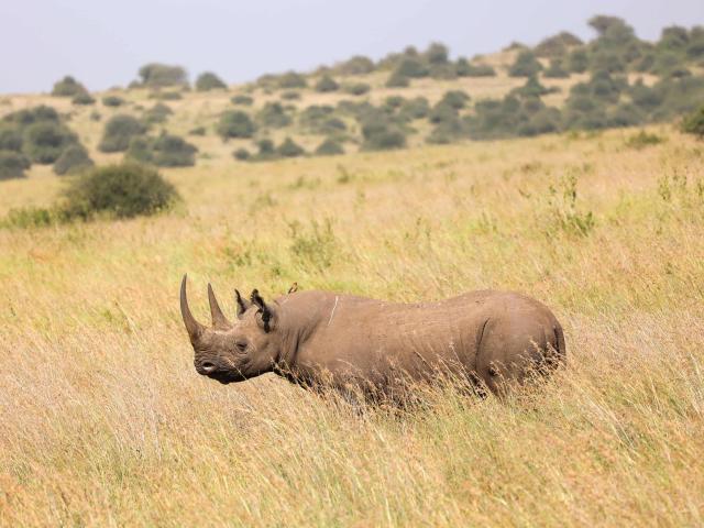 Lankeu is a critically endangered black rhino from Nairobi National Park, in Kenya.