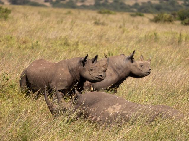 Lankeu lying down, Topirian and her calf, Waweru, critically endangered black rhinos from Nairobi National Park, in Kenya.
