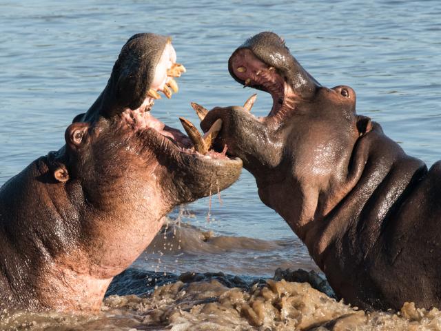 2 Hippos fighting with their mouths open, half submerged in water