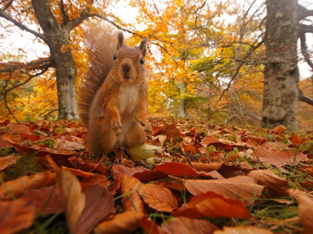 Red Squirrel (Sciurus vulgaris) in leaf litter in autumnal woodland, Highlands, Cairngorms National Park, Scotland, UK, October 2015.