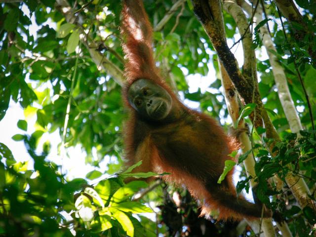 Bornean orangutans images captured within the Bukit Piton Class 1 Forest Reserve in Lahad Datu, Sabah.