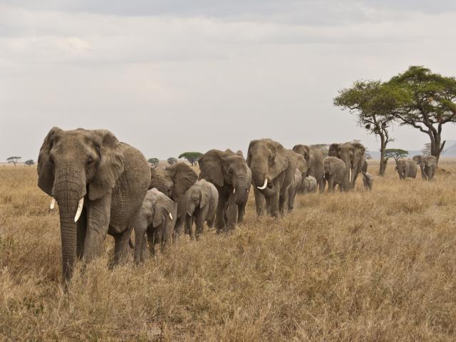 A herd of African elephant (Loxodonta africana) walking in a line at Serengeti  National Park, Tanzania, Africa