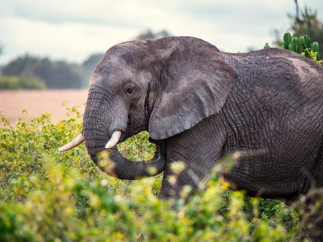 African elephant