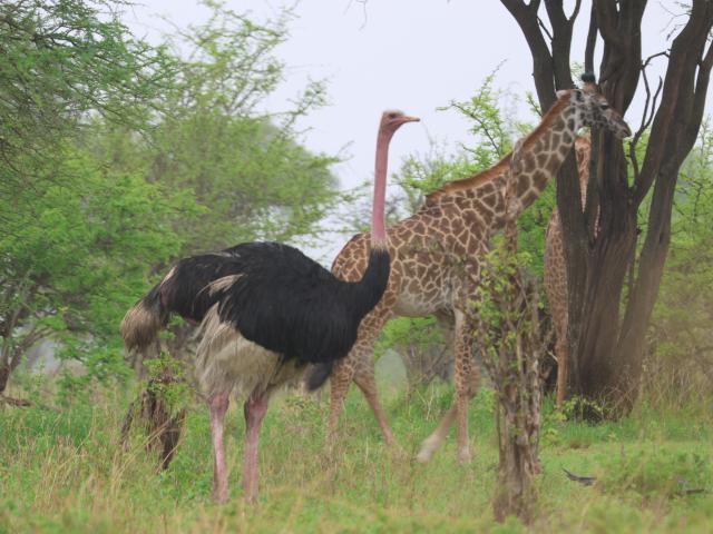 Giraffe with Ostrich, Tarangire, Tanzania.