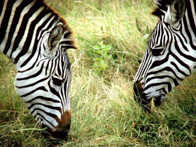 Burchell's zebras, Ngorongoro Conservation Area, Tanzania