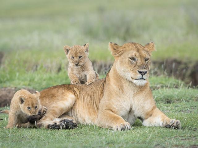 An African female lion ( Panthera Leo ) and her two cubs. Ndutu, Tanzania