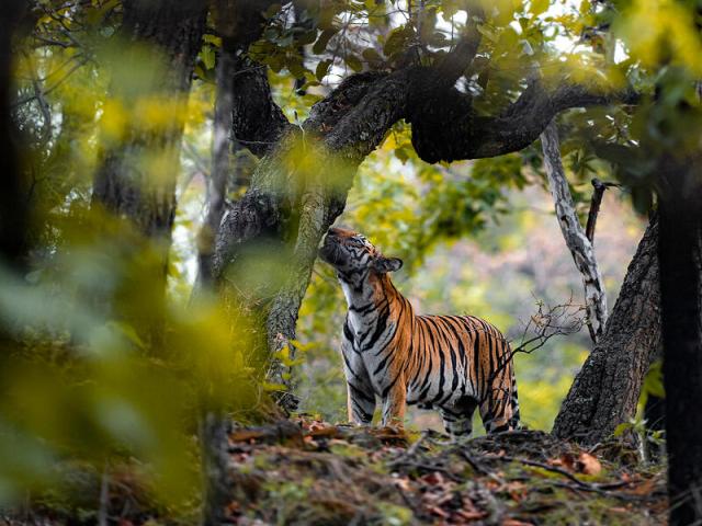 Tiger smelling trees through the branches