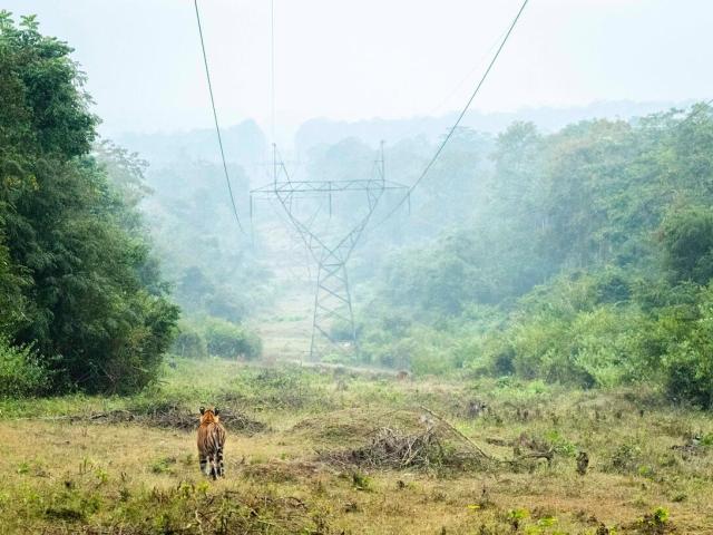 Tiger walking through Kabini Tiger Reserve in India 