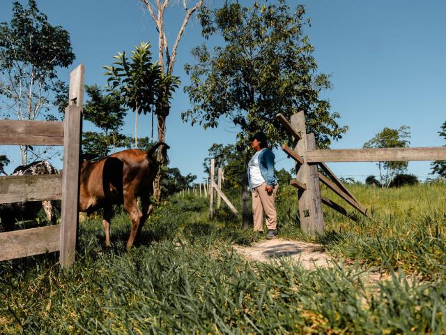 Cattle rancher in the field with cows