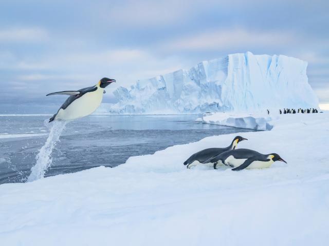 Emperor penguins (Aptenodytes forsteri) jumping out of the water onto sea ice with a tunnel of water trailing from its tail.
