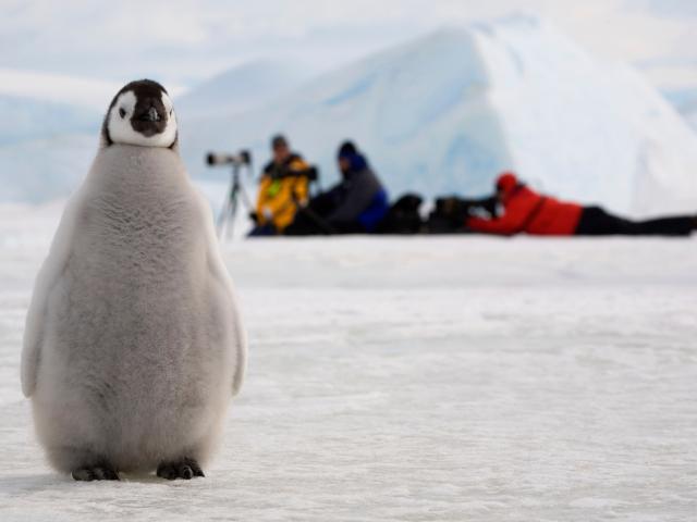 Emperor penguin (Aptenodytes forsteri) chick by a line of photographers. Snow Hill Island, Antarctica