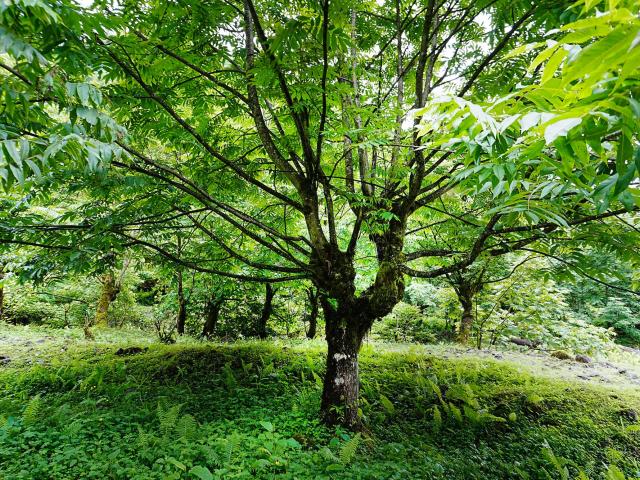 Trees that had been felled but regrew, often branching out with “Y” shape