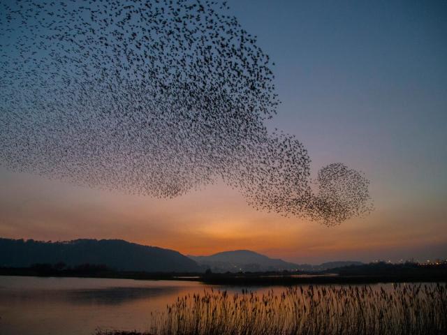 Common starling flock flying over lake Wales UK 