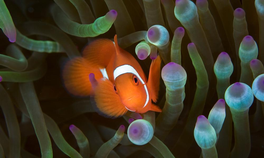 Clown fish in an anemone