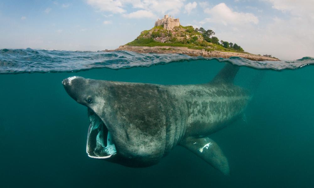 Basking shark off of the coast of cornwall UK sea