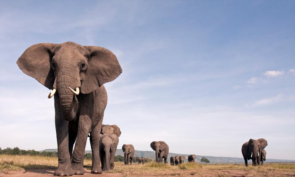 African elephant: strong, smart, but vulnerable | WWF